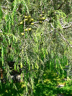 Juniperus cedrus detail. 
 JPG