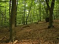 Miniatuur voor Nationaal Park Kellerwald-Edersee