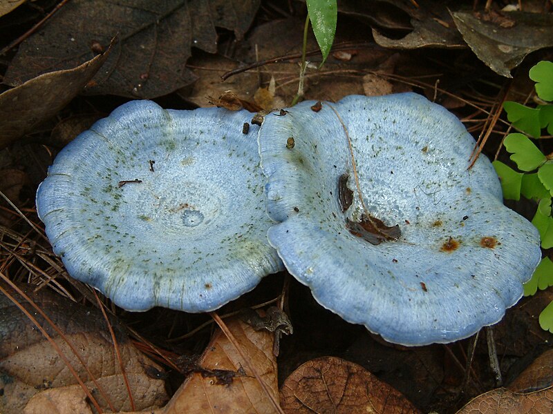 Ficheiro:Lactarius indigo, Guatemala.jpg