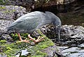 Lava heron