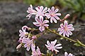 Lewisia cotyledon