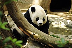 Dospělá panda velká v ZOO v San Diegu.