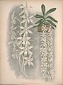 Angraecum articulatum Jean Linden Iconographie des Orchidées 1893