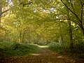 Bois de Macey en automne