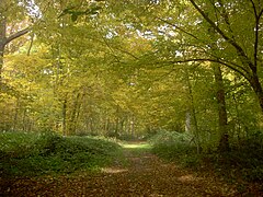 Bois de Macey en automne.