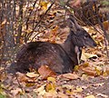 Szibériai pézsmaszarvas (Moschus sibericus)