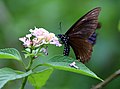 Blue striped mime (Papilio slateri)