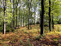 Lichter Buchen-Eichenwald im Adlerfarn