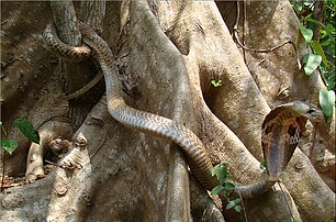 Di habitat alaminya