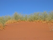 Naras auf Düne Sossusvlei.JPG