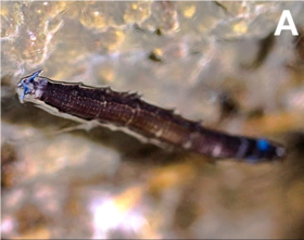 Uma larva do Diptera neotropical Neoceroplatus betaryiensis emitindo sua bioluminescência azul.