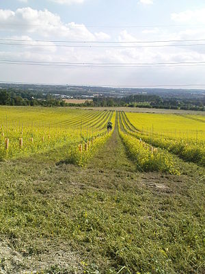vineyard plantation in UK
