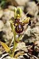 Ophrys speculum (plant). 
 jpg