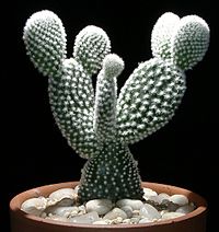 Guldopuntia (Opuntia microdasys)