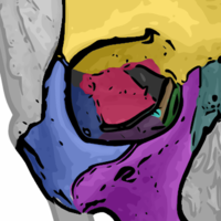 Seven bones articulate to form the orbit. The sphenoid bone is in red (directly in the middle of the orbital cavity) Orbital bones.png