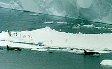 Three killer whales swim along beside a large iceberg. Over 15 penguins stand on the berg; most of them are on the edge nearest the whales, and are looking towards them.