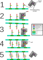 Proteína de unión a la penicilina formando enlaces cruzados en la pared celular recién formada.