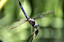 Pachydiplax longipennis Blue Dasher 1500px.jpg