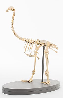 Реконструкция скелета Pachyornis geranoides