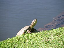 Pelomedusa subrufa - afrika Marsh Terrapin - Ĝardena Lageto 2.JPG