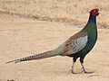 Thumbnail for Green pheasant