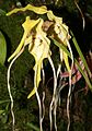 Phragmipedium lindenii Orchi 068. jpg