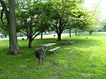 The north-east picnic area at Van Buren State Park.