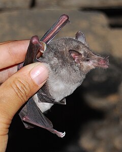 Description de l'image Platalina genovensium-JMaloMolina-Acos Peru-09 10 2010.jpg.