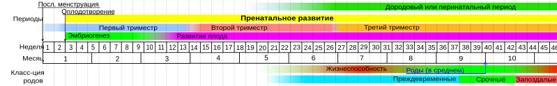 ЗАЧАТИЕ, БЕРЕМЕННОСТЬ, РОДЫ (советы, истории, консультации) 799px-Prenatal_development_table_ru.svg