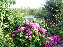 Photographie montrant un hortensia rose en fleurs devant un étang.