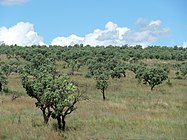 Gewone protea in Krugersdorp, Zuid-Afrika