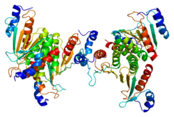 Белок PCBD1 PDB 1dch.png