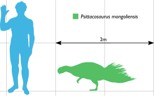 P. mongoliensis 와 인간의 크기 비교. 각 격자는 1 제곱미터임.