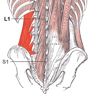 Musculus quadratus lumborum (ruber pictus)