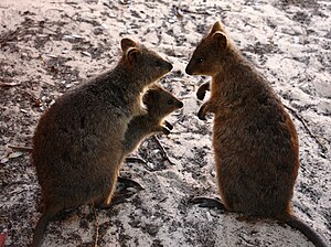 Three quokkas—two adults and a juvenile, presu...