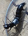 Devil's coach horse beetle (Staphylinidae)