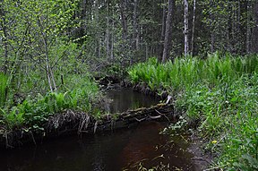 Rebäsmäe oja 2015. a. lehekuun