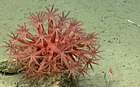 Anthomastus koralli Oceanographer -kanjonissa.