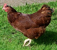 A Rhode Island Red