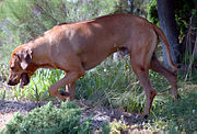 Ridgeback on trail