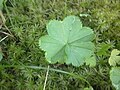 Alchemilla