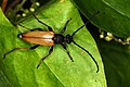 Rothalsbock (Stictoleptura rubra) männlich