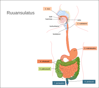 Ruuansulatuksessa ruoka kulkeutuu suusta ruokatorven kautta mahalaukkuun ja sieltä suolistoon. Suoliston jälkeen ruuan sulamattomat osat poistuvat elimistöstä peräaukon kautta.