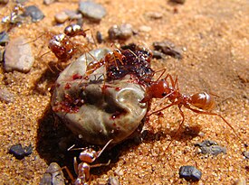 Иксодовый клещ Hyalomma dromedarii, схваченный муравьями-бегунками Cataglyphis bombycina