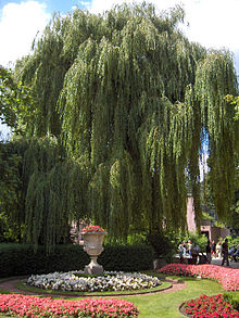 Vrba bílá (Salix alba) - foto Wikipedie