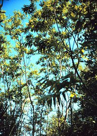 Sapindus marginatus shrubs