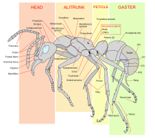 A diagram showing the names of the different sections of a typical ant's body. Note that the petiole in this "typical ant" is in front of the gaster, rather than under it.