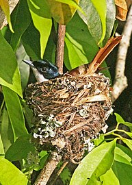 M. a. wardelli, female and nest on the Daintree River, Queensland