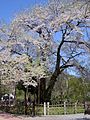 29.荘川桜