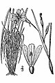 Coastalplain blue-eyed grass (Sisyrinchium fuscatum)